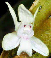 Dendrobium arfakense: Dendrobium arfakense J.J.Sm., flower, front view, cult. and photo by Jeffrey Champion, from Indonesia, Tanah Papua, without locality
