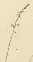 Crepidium decumbens: Crepidium decumbens (Schltr.) Szlach. (as Microstylis decumbens Schltr.), detail of herbarium sheet, Schlechter 17371 (isotype specimen K), photo copyright the Board of Trustees of the Royal Botanic Gardens, Kew