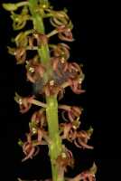 Crepidium ophrydis: Crepidium ophrydis (J.Koenig) M.A.Clem. & D.L.Jones, photo Jon Cara, inflorescence, cult. Jon Cara, from Australia