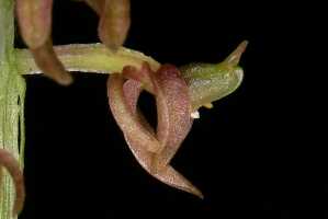 Crepidium ophrydis: Crepidium ophrydis (J.Koenig) M.A.Clem. & D.L.Jones, photo Jon Cara, flower, lateral view, cult. Jon Cara, from Australia