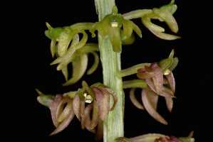 Crepidium ophrydis: Crepidium ophrydis (J.Koenig) M.A.Clem. & D.L.Jones, photo Jon Cara, flowers, various views, cult. Jon Cara, from Australia