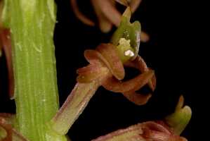 Crepidium ophrydis: Crepidium ophrydis (J.Koenig) M.A.Clem. & D.L.Jones, photo Jon Cara, flower, oblique front view, cult. Jon Cara, from Australia