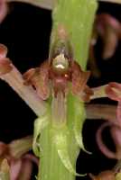 Crepidium ophrydis: Crepidium ophrydis (J.Koenig) M.A.Clem. & D.L.Jones, photo Jon Cara, flower, front view, cult. Jon Cara, from Australia