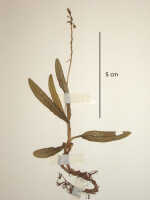 Crepidium raciborskii: Crepidium raciborskii (Szlach., & Marg.) Schuit. & de Vogel (as Pseudoliparis raciborskii Szlach. & Marg.), detail of herbarium sheet, van Royen & Sleumer 7306 (holotype specimen L) 