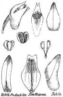 Podochilus smithianus: Podochilus smithianus Schltr., drawing R. Schlechter in Repert. Spec. Nov. Regni Veg. Beih. 21 (1923) t. 118, fig. 442