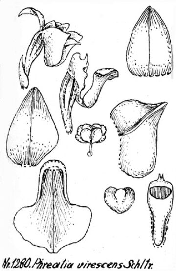 Phreatia virescens