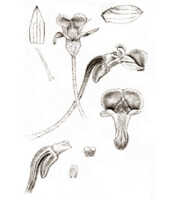 Dendrobium aprinoides: overview of Dendrobium aprinoides J.J.Sm.