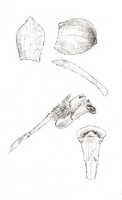 Dendrobium albiflorum: Dendrobium infortunatum J.J.Sm.  (= Dendrobium albiflorum Ridl..), drawing J.J. Smith, based on Janowsky 203