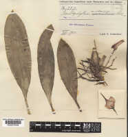 Bulbophyllum maxillarioides: Bulbophyllum maxillarioides Schltr., herbarium sheet, Schlechter 13819 (isotype specimen K), photo copyright the Board of Trustees of the Royal Botanic Gardens, Kew