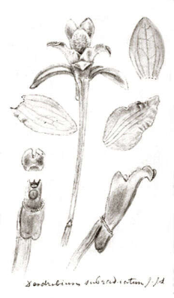 Dendrobium subradiatum
