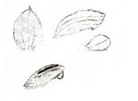Bulbophyllum orbiculare: Bulbophyllum orbiculare J.J.Sm., floral analysis, drawing J.J. Smith, from Gjellerup 552
