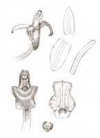 Liparis exilis: Liparis exilis J.J.Sm., floral analysis, drawing J.J. Smith, based on Versteeg 1665