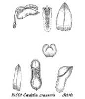 Dendrobium crassula: overview of Dendrobium bialatum J.J.Sm.