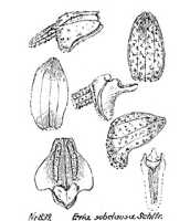 Eria subclausa: overview picture