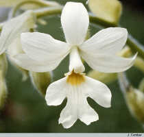Calanthe vestita: Calanthe vestita Wall. ex Lindl, flower, photo J. Comber, from Sumatra