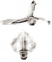 Agrostophyllum mucronatum: Agrostophyllum mucronatum J.J.Sm., drawing J.J. Smith, from Branderhorst 1