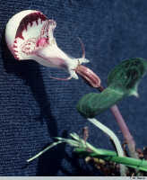Corybas subalpinus: Corybas cf. subalpinus P.Royen, habit, photo T. M. Reeve, based on Reeve RFN 741
