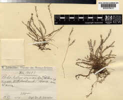 Podochilus warianus: Podochilus warianus Schltr., herbarium sheet, Schlechter 19427 (paratype specimen K), photo copyright the Board of Trustees of the Royal Botanic Gardens, Kew