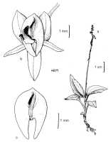 Crepidium schumannianum: Crepidium schumannianum (Schltr.) Szlach. (as Pseudoliparis schumanniana (Schltr.) Szlach. & Marg.) Drawing by Szlachetko in Adansonia 21 (1999) 277