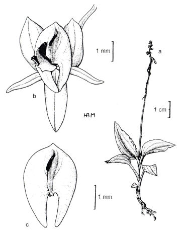 Crepidium schumannianum