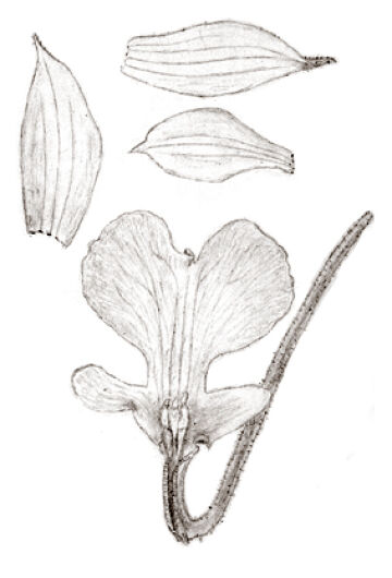 Calanthe villosa