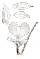 Calanthe villosa: Calanthe villosa J.J.Sm., drawing J.J. Smith, from Gjellerup 850