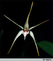 Dendrobium lewisiae: Dendrobium lewisiae Schuit. & de Vogel (as Diplocaulobium bicolor P.J.Cribb & B.A.Lewis), flower, photo W. Harris