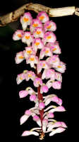 Dendrobium secundum: Dendrobium secundum (Blume) Lindl., inflorescences, photo Jon Cara, from Indonesia, Papua Barat Prov., Waigeo Isl.