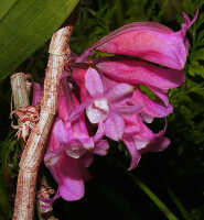 Dendrobium lawesii: Dendrobium lawesii F.Muell., photo John Cara, inflorescence, cult John Cara, from PNG.