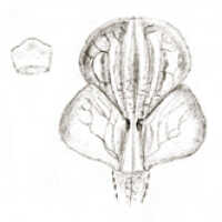 Dendrobium versteegii: Dendrobium versteegii J.J.Sm., as Dendrobium toadjanum J.J.Sm., drawing J.J. Smith, based on Gjellerup 995