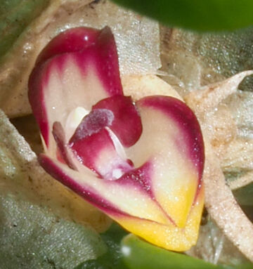 Bulbophyllum cryptanthoides