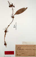 Bulbophyllum chloranthum: Bulbophyllum chloranthum Schltr., herbarium sheet, Schlechter 14642 (Neu Mecklenburg, near Punam) (isotype specimen BO)