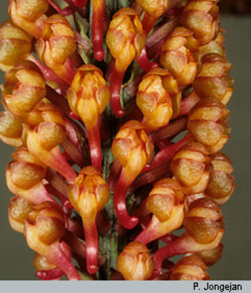 Robiquetia hamata