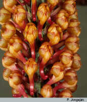 Robiquetia hamata: overview picture