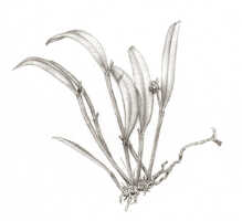Dendrobium albiflorum: Cadetia potamophila Schltr. (as Dendrobium infortunatum J.J.Sm.), drawing Natadipoera, based on Janowsky 203