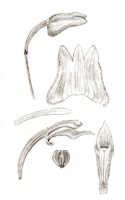 Mediocalcar geniculatum: Mediocalcar geniculatum J.J.Sm., floral analysis, drawing J.J. Smith, based on Gjellerup 1071 p.p.