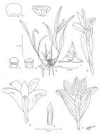 Dendrobium vexillarius  var. hansmeyerense: Dendrobium vexillarius J.J.Sm. var. hansmeyerense Howcroft &:. Takeuchi, drawing by Neville Howcroft in Sida 20 (2002) 462, fig., after the holotype: W Takeuchi & ].Wiakabu 9453