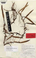 Mediocalcar versteegii subsp. intermedium: Mediocalcar versteegii J.J.Sm. subsp. intermedium Schuit., herbarium sheet, RSNH (McKee) 24160 (holotype specimen K), photo copyright the Board of Trustees of the Royal Botanic Gardens, Kew