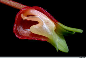 Mediocalcar versteegii subsp. intermedium: Mediocalcar versteegii J.J.Sm. subsp. intermedium Schuit., flower, lateral sepal removed, lateral view, photo E.F. de Vogel, Leiden cult. 20030264