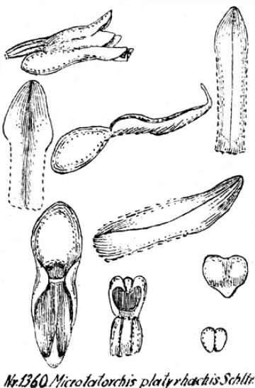 Taeniophyllum platyrhachis