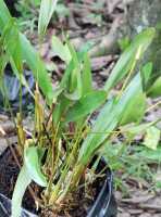 Dendrobium moiorum: Dendrobium moiorum Saputra, Schuit., Wanma & Naive, plant habit, cult. and photo Reza Saputra, from Indonesia, Papua Barat Prov., Sorong town, SE margin