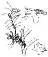 Schoenorchis micrantha: Schoenorchis micrantha Reinw. ex Blume, habit and flowers, drawing N.H.S. Howcroft 513, from New Hanover