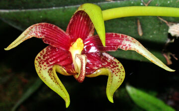 Bulbophyllum xyphoglossum