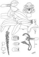 Robiquetia gracilistipes: Robiquetia gracilistipes (Schltr.) J.J.Sm., habit and floral analysis, drawing N.H.S. Howcroft 144, from Lae