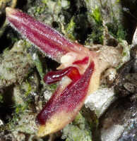 Bulbophyllum cryptanthoides: Bulbophyllum cryptanthoides J.J.Sm. aff., flower, oblique lateral view, photo Jeffrey Champion, based on Champion cult. s.n., from Tanah Papua, without locality 
