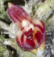 Bulbophyllum cryptanthoides: Bulbophyllum cryptanthoides J.J.Sm. aff., flower, front view, photo Jeffrey Champion, based on Champion cult. s.n., from Tanah Papua, without locality 