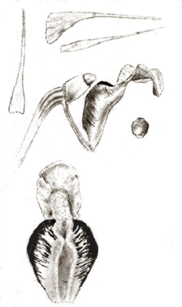 Dendrobium recurvifolium