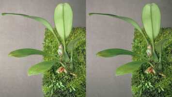 Bulbophyllum brachygnomon: Bulbophyllum brachygnomon J.J.Verm., Schuit. & de Vogel, plant habit, photo P. Jongejan, collection Royal Botanic Garden Kew, cult. P. Jongejan 1588