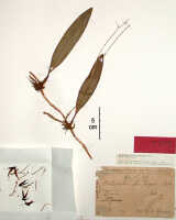 Bulbophyllum chloranthum: Bulbophyllum chloranthum Schltr. as Bulbophyllum macgregorii Schltr., herbarium sheet, Schlechter 16794 (isotype specimen BO)