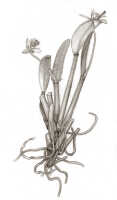 Dendrobium aprinum: Dendrobium aprinum J.J.Sm., drawing Natadipoera, based on de Kock III